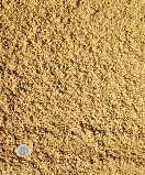 Sable 04.JPG